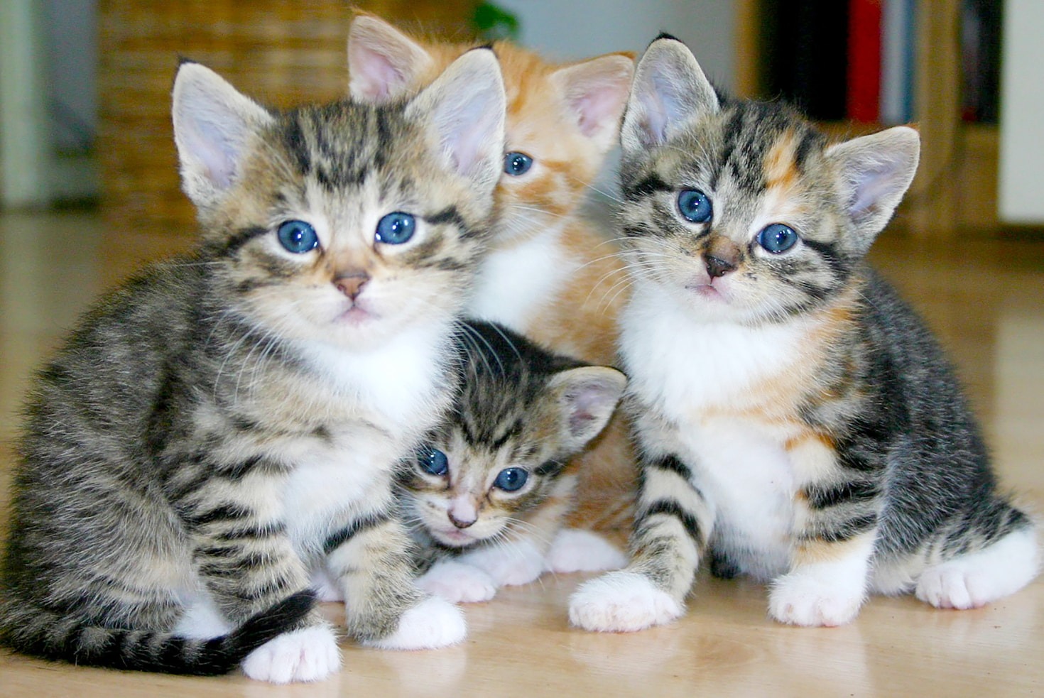 Essential Tips for First-Time Cat Owners
